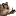 Wild Boar